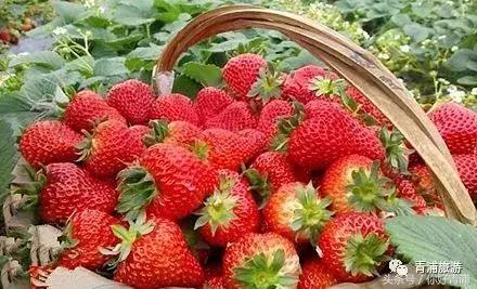 青浦17号线最好地段,青浦17号线起始时间