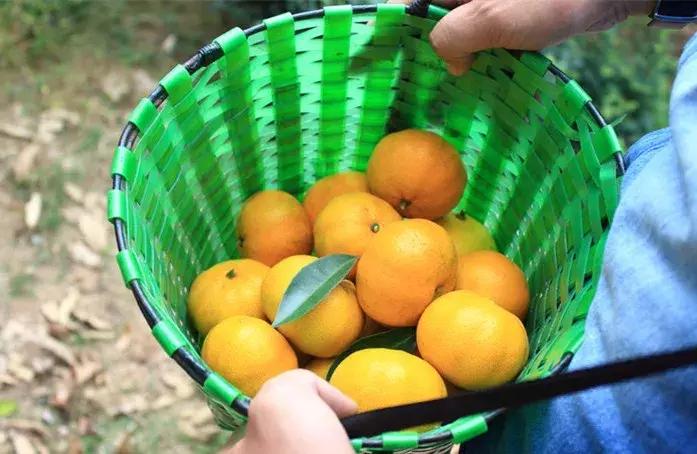 武汉周边果园采摘攻略,武汉5月份可以采摘的采摘园