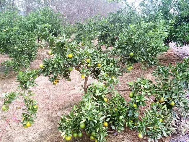 武汉周边果园采摘攻略,武汉5月份可以采摘的采摘园