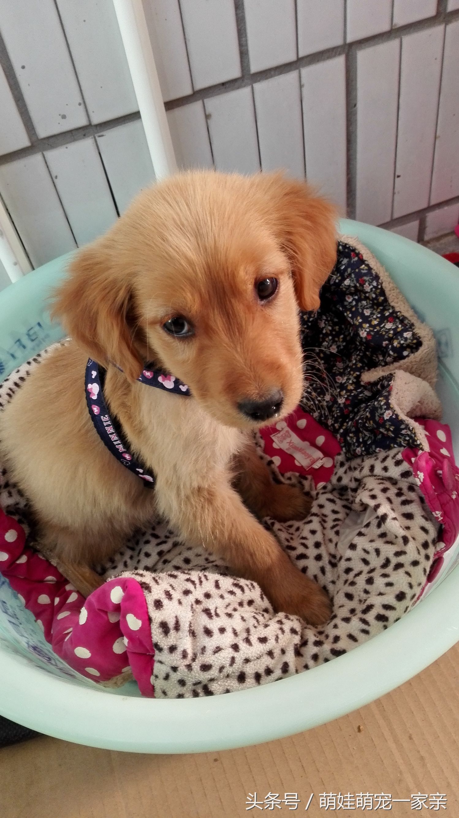 狗狗换牙是从门牙开始的吗,五个月狗狗门牙掉了是在换牙吗