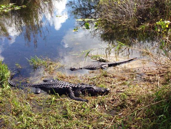 圣诞节去外国玩合适,圣诞节旅游推荐国内还是美国