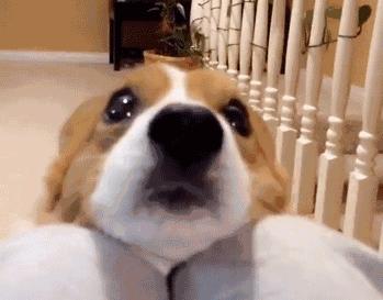 养了狗以后总破财,养了狗才知道没那么简单