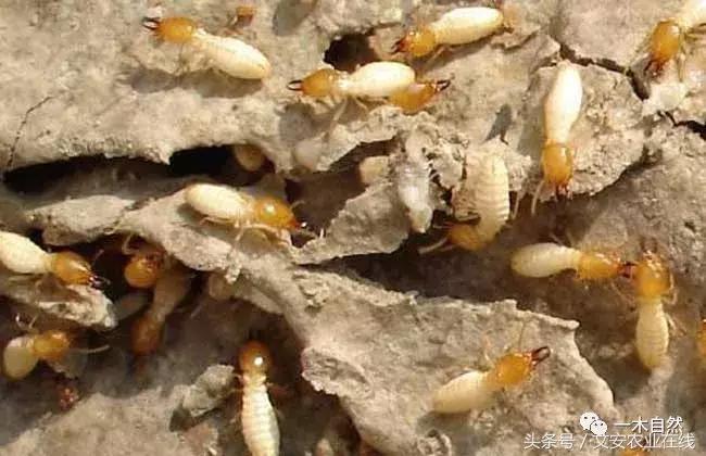 水生昆虫幼虫图谱,各种有害昆虫图谱