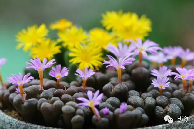 人鱼马甲两条线,人鱼线马甲线