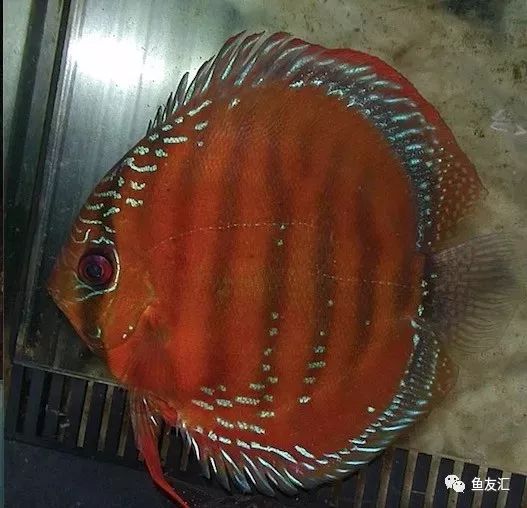 野彩和家彩的饲养区别,野彩到底好不好养