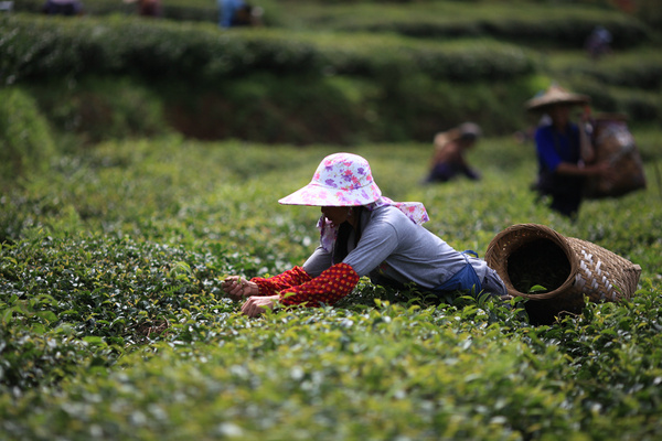茶园风光,茶园风光欣赏