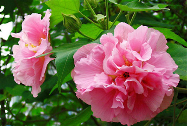 农村常见的100种植物,100种常见草本植物