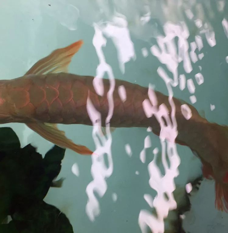 关于混养塘,最简单的混养方法