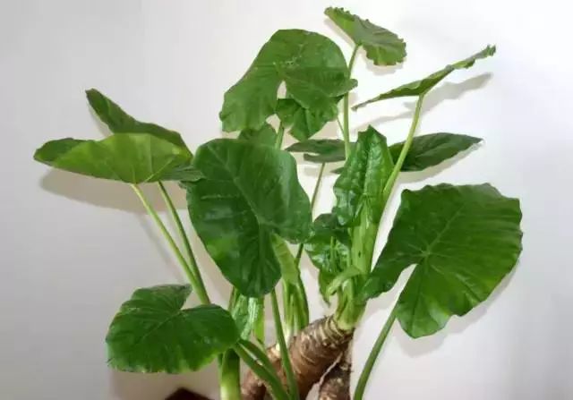 閭ｄ簺楠楄繃鎴戜滑鐨勫皬甯歌瘑,娆洪獥浣犲骞寸殑灏忕煡璇嗙粓浜庢壘鍏ㄤ簡