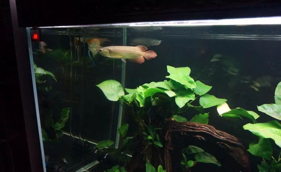 玩得细致、专业,出手不凡!