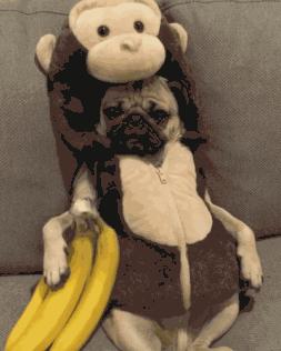 潮狗道格“爷是你无法攀登到的高度”丨每日午间报