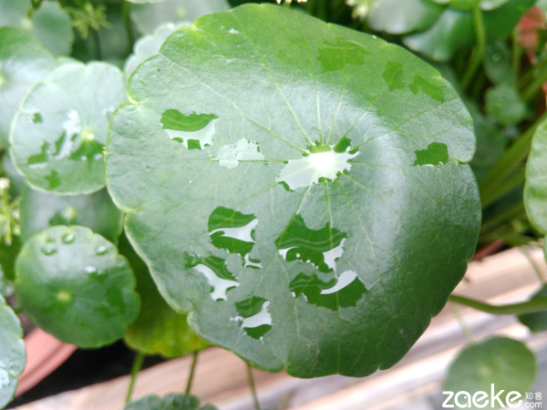 撩妹之余，无声不欢乐檬3评测