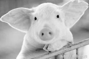 发酵饲料喂猪这样做才有效,青饲料和精饲料搭配喂猪长得快吗