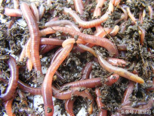 多肉土壤长苔藓怎么处理,多肉种植叶片的土怎么处理