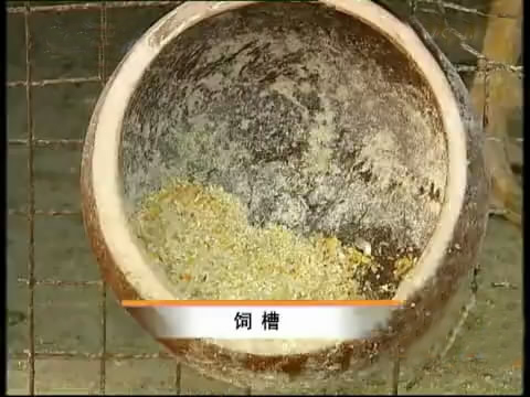 新款斗鸡养殖版,斗鸡的养殖技术视频播放