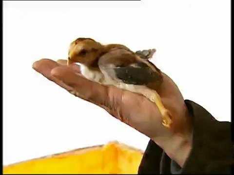 斗鸡苗养殖方法,斗鸡的养殖视频大全