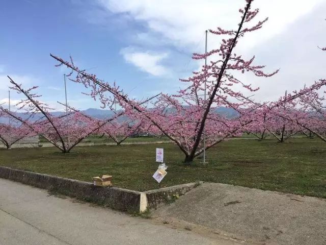 种桃树有什么讲究桃树怎么管理,桃树种植管理方法及注意事项