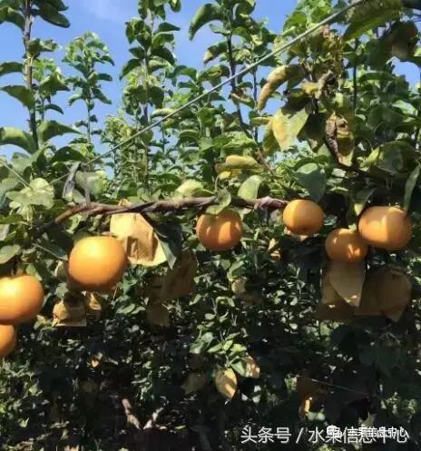 梨子的品种与产地,梨子品种及产地