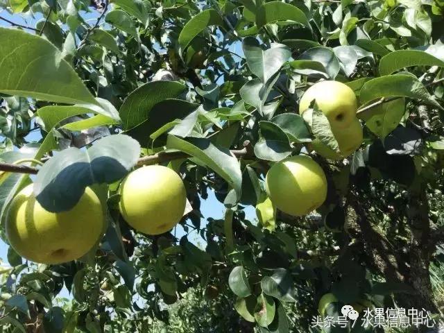 什么品种的梨子又大又甜水分又多,水果梨子产地
