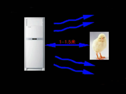 新款斗鸡养殖版,斗鸡的养殖技术视频播放