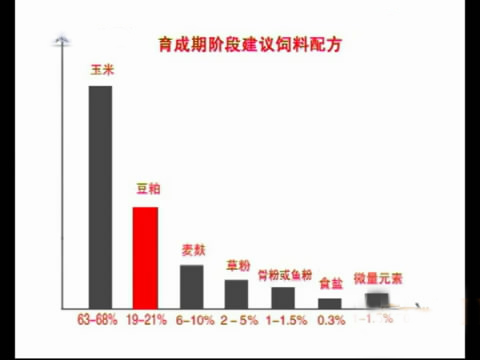 斗鸡苗养殖方法,斗鸡的养殖视频大全
