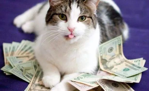 养猫如何不铲屎,什么猫不用铲屎呢