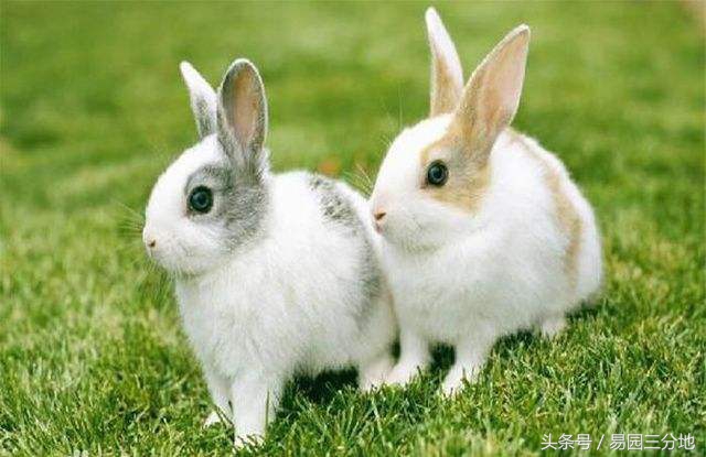 十二生肖卯兔排名,十二生肖卯兔运程