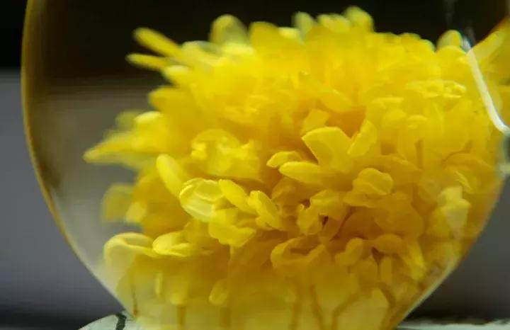 四大名菊之首,四大名菊墨菊