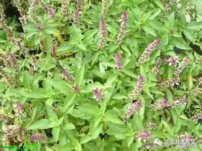 风湿最好的十种中草药,味道最香的十种中草药