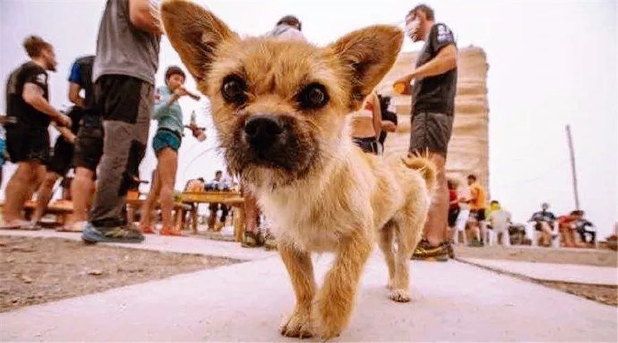 狗狗丢了怎么用互联网找,狗狗丢了12天了应该怎么找