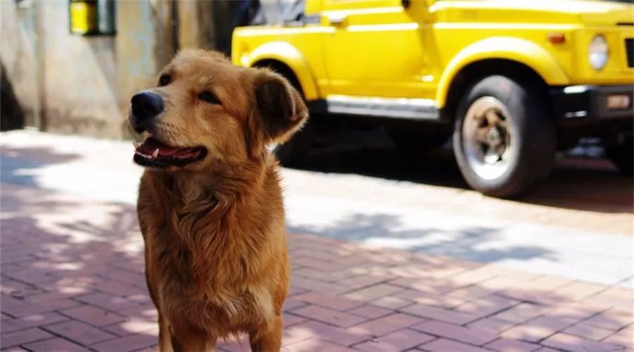 狗狗丢了怎么用互联网找,狗狗丢了12天了应该怎么找