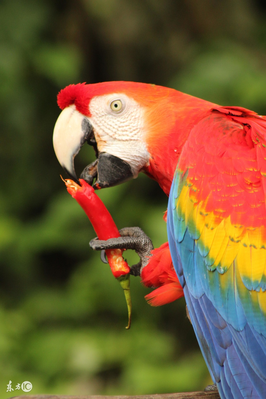 聪明的鹦鹉,聪明的鹦鹉童话故事