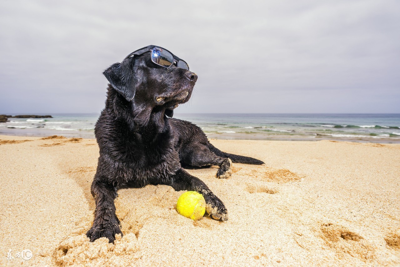 狗狗细小呕吐不拉稀是什么原因,狗狗肠炎拉稀带血怎么解决
