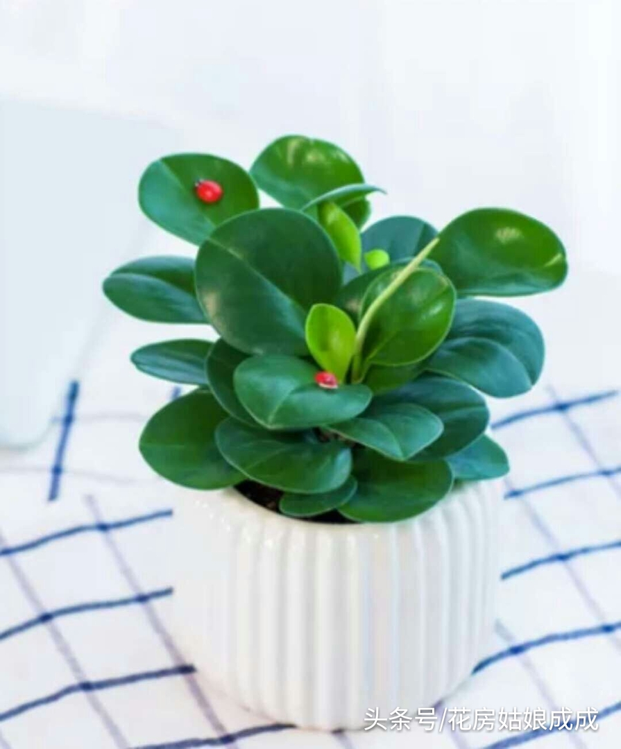 如何让豆瓣绿快速生根,碧玉豆瓣绿的养殖方法和注意事项