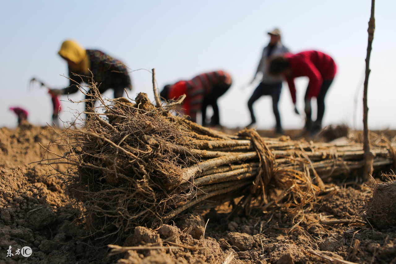新种的果树多长时间发芽怎么管理,新种的果树不发芽怎么办