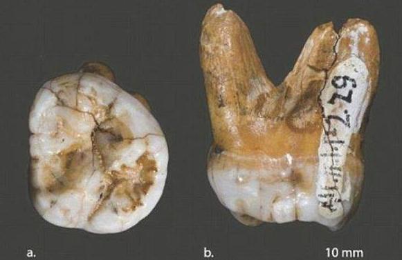 丹尼索瓦人和尼安德特人在几万年前的秘密