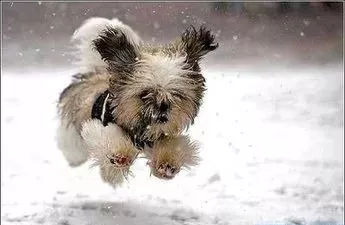 训狗需要训什么,训狗师如何训狗到处上厕所