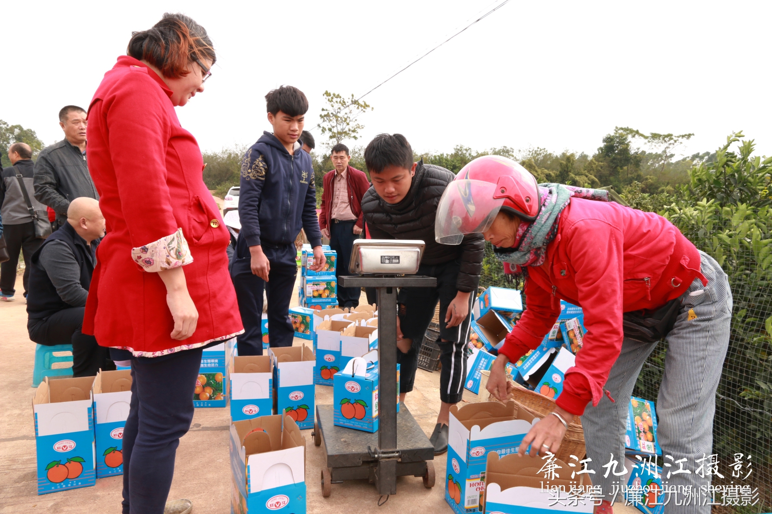 廉江摘橙子旅游,廉江摘橙子一日游攻略
