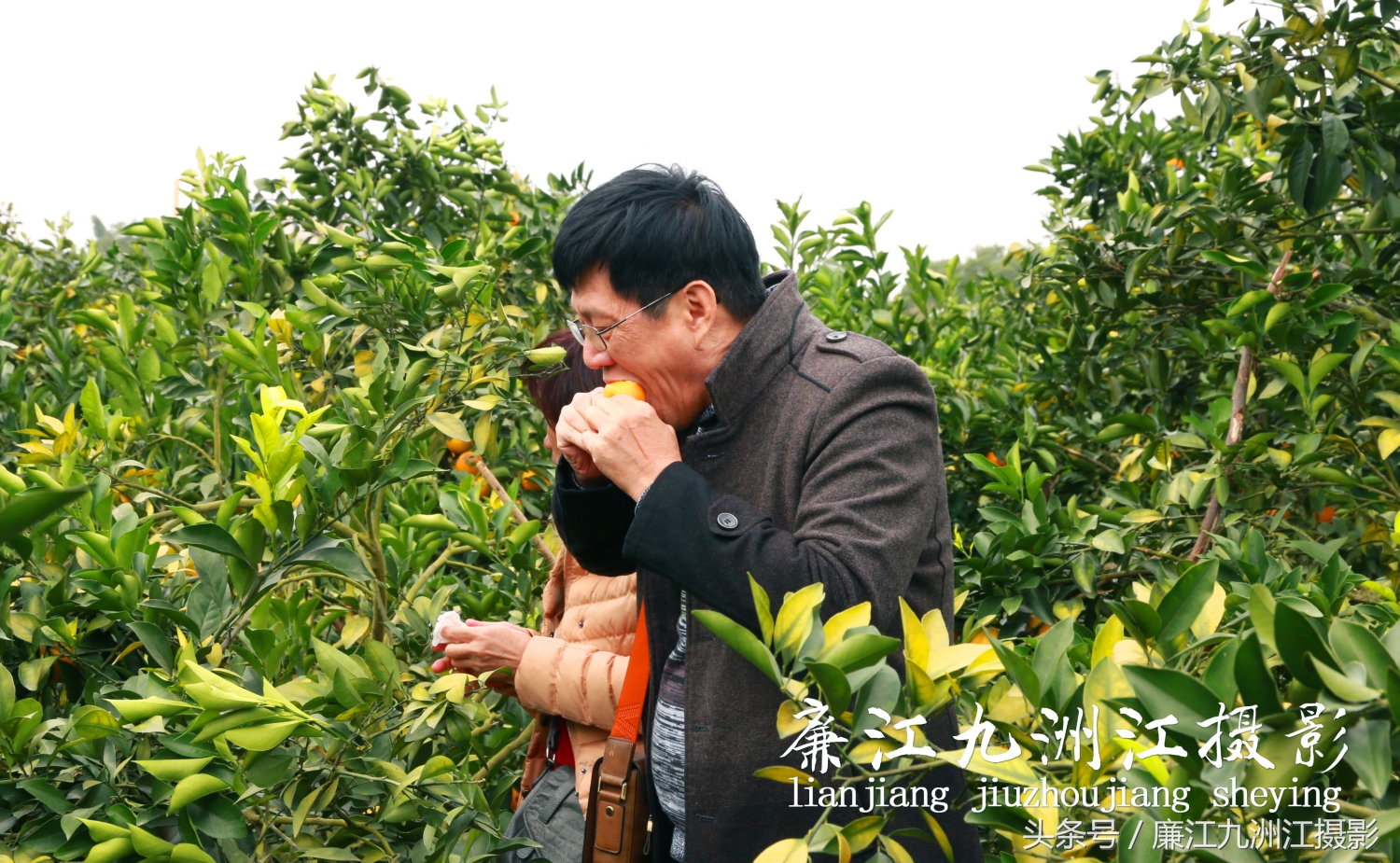 廉江摘橙子旅游,廉江摘橙子一日游攻略