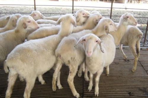 母羊怀孕的这几个症状，90%的养殖户都不知道