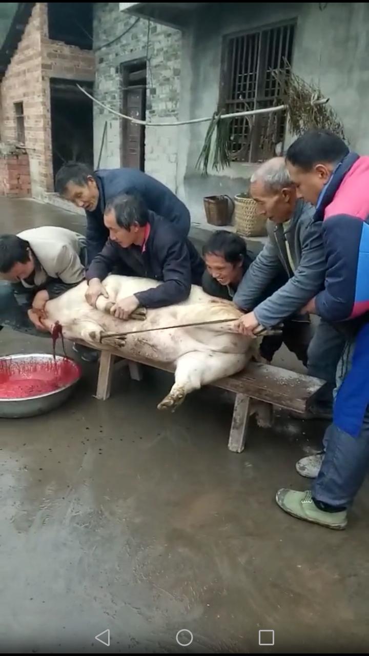 农村叫的刨猪汤是什么,刨猪汤是哪的特色