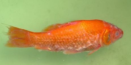 水霉病养鱼怎么调水,养鱼如何避免水霉病