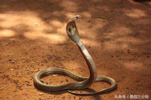 十二生肖分析属蛇的吉凶,十二生肖之中的巳蛇代表什么