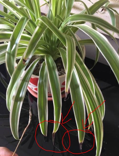 为什么养的吊兰特别嫩,水培吊兰叶子黑尖怎么回事