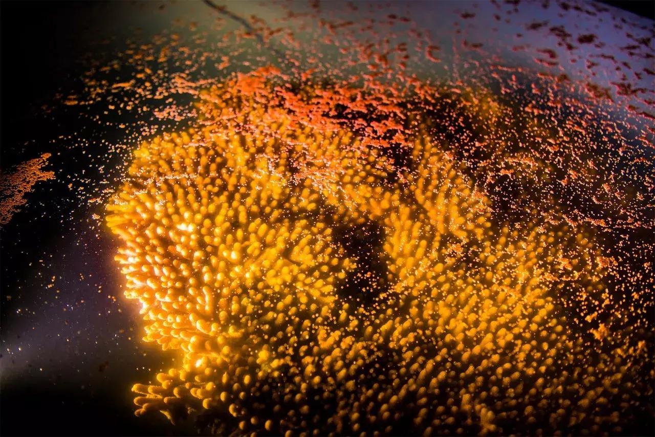 海洋之花珊瑚,大堡礁人工珊瑚