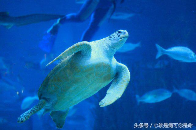 国内适合孩子去的主题乐园,国内好玩的主题乐园有哪些