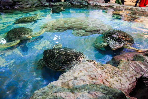 杭州极地海洋公园占地面积,杭州极地海洋公园什么时候建成