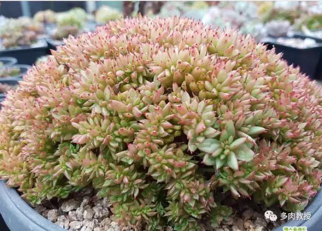 速看!韩国大棚主10大多肉镇店之宝,美呆了!