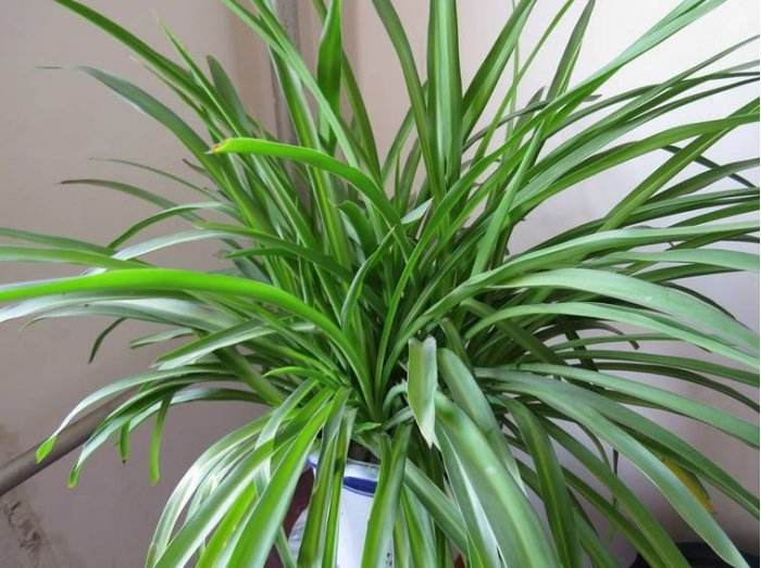 为什么养的吊兰特别嫩,水培吊兰叶子黑尖怎么回事