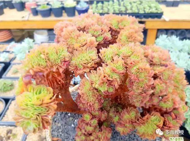 速看!韩国大棚主10大多肉镇店之宝,美呆了!